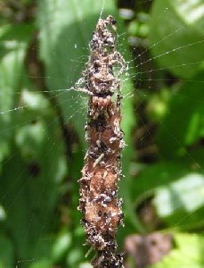 ���͂ǂ��H