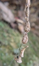 ���͂ǂ��H